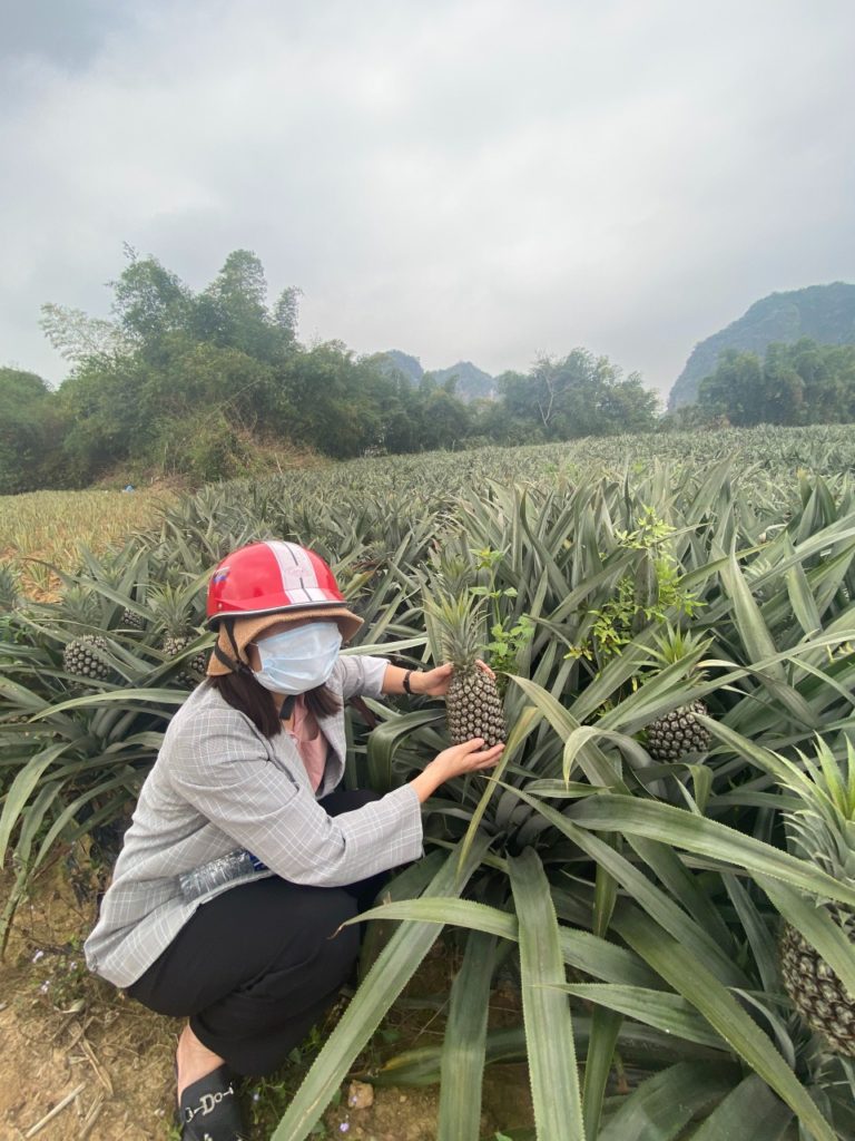 WPN Vietnam IQF fruits order raw materials check