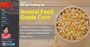 GBO Animal feed corn F593333